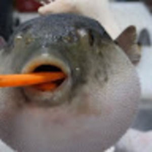 Meet your Posher, Cameron